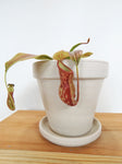 Nepenthes 'Gaya' | Pitcher Carnivorous Plant