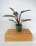 Philodendron 'Congo Rojo' | Philodendron 'Congo Rouge'