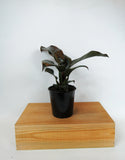 Philodendron 'Black Cardinal'