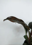 Philodendron 'Black Cardinal'