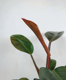 Philodendron 'Congo Rojo' | Philodendron 'Congo Rouge'