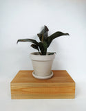 Philodendron 'Black Cardinal'