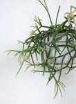 Rhipsalis Pilocarpa | Cactus-gui