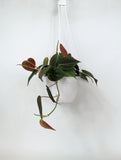 Philodendron 'Micans' | Philodendron Hederaceum 'Micans'