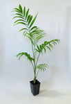 Palmier Areca | Dypsis lutescens | Chrysalidocarpus lutescens