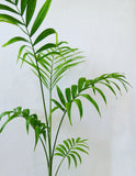 Palmier Areca | Dypsis lutescens | Chrysalidocarpus lutescens