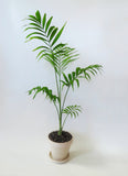 Areca Palm | Dypsis lutescens | Chrysalidocarpus lutescens