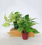 Epipremnum aureum 'Marble Queen' | Pothos 'Marble Queen'