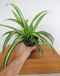 Chlorophytum Comosum variegata | spider plant