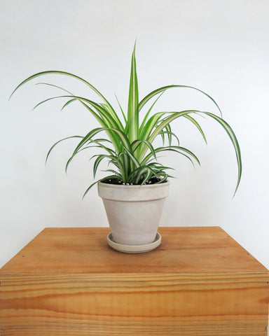 Chlorophytum Comosum variegata | spider plant