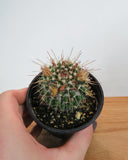 Cactus Mammillaria 'Karwinskiana'