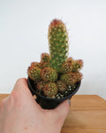 Cactus Mammillaria Elongata 'Copper King'
