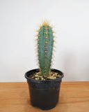 Cactus Pilosocereus 'Pachycladus' | Cactaceae