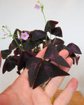 Oxalis triangularis | Oxalis Purple