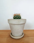 Cactus Mammillaria 'Karwinskiana'