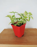 Tradescantia 'Yellow Zebra'