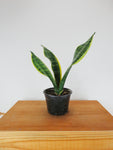 Sansevieria Trifasciata 'Laurentii' | Snake Plant