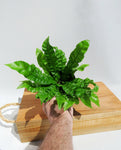 Asplenium 'Nidos' | Bird's Nest Fern
