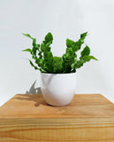 Asplenium 'Nidos' | Bird's Nest Fern
