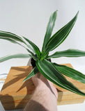 Dracaena Warneckii ‘ White Bird ‘  | Dragonnier