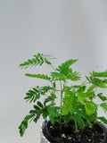 Mimosa pudica | sensitive plant