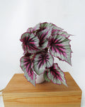 Begonia Rex 'Pink Charming' | Bégonia