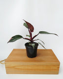 Philodendron 'Pink Princess'