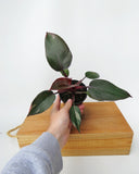 Philodendron 'Pink Princess'
