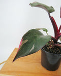 Philodendron 'Pink Princess'