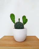 Cactus Opuntia Phaeacantha | Snowshoe Plant