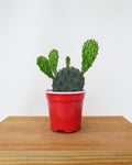Cactus Opuntia Phaeacantha | Plante Raquette