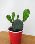 Cactus Opuntia Phaeacantha | Plante Raquette