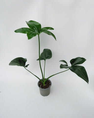 philodendron green wonder goeldii Philodendron 'Goeldii'