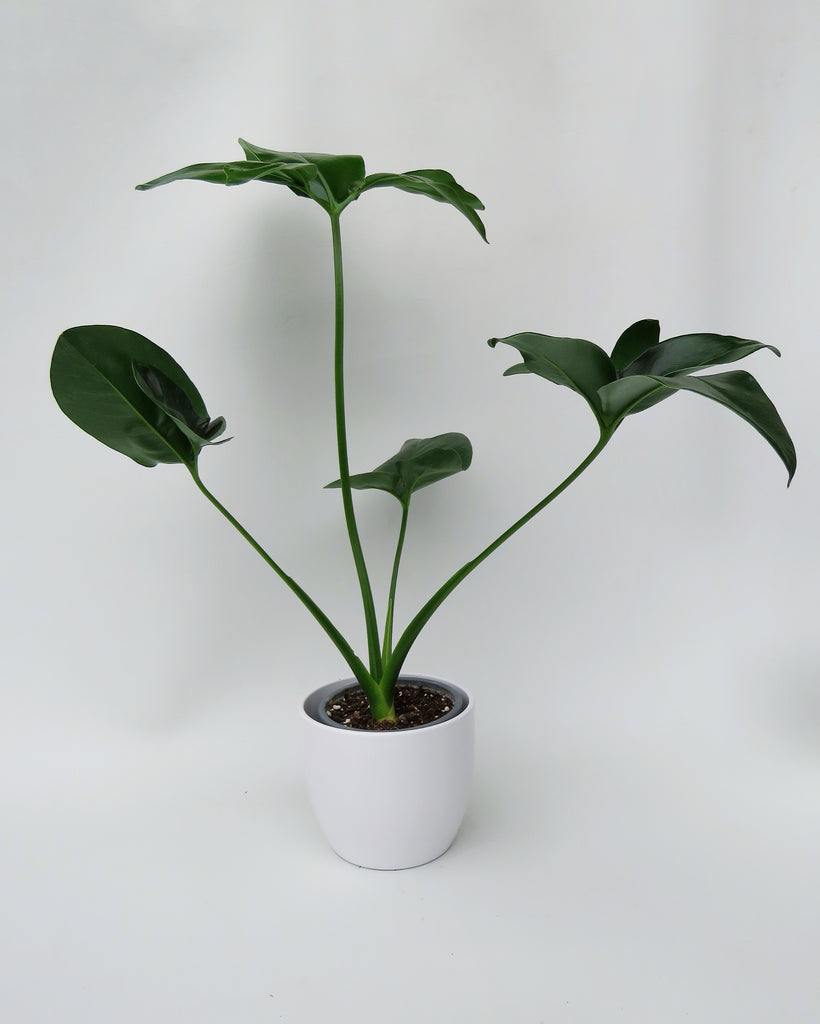 philodendron goeldi Philodendron 'Goeldii'