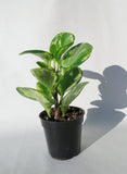 Peperomia Obtusifolia 'Marble'