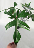 Philodendron 'Pedatum' | Oak Leaf Philodendron