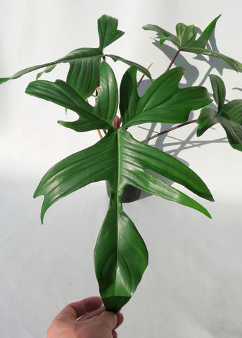 oak leaf philodendron Philodendron 'Pedatum'