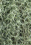 Spanish Moss | Tillandsia usneoides