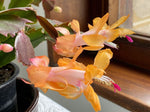 Cactus de Noël | Schlumbergera x buckley bridgesii