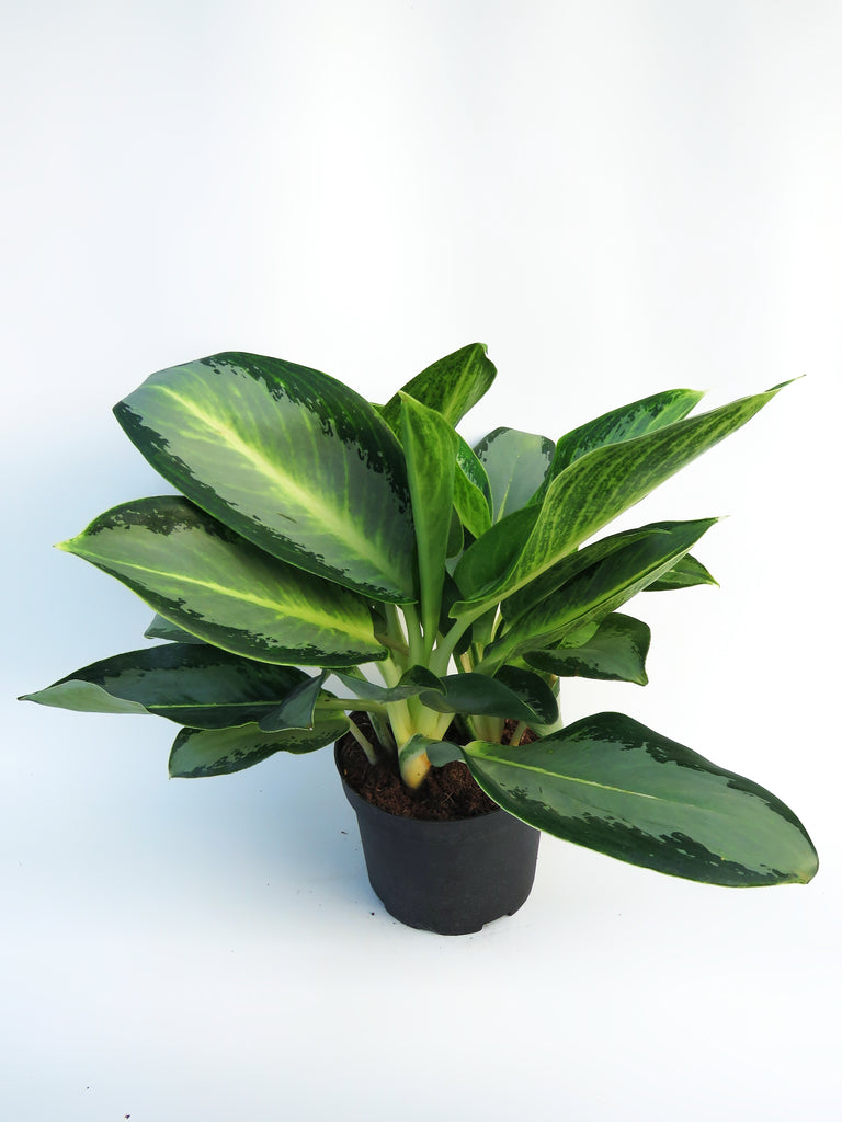 aglaonema crispum deborah Aglaonema 'Deborah' – Végétal Design Qc