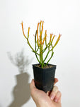 Euphorbia Tirucalli 'Firesticks' | Pencil Plant