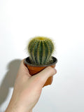Cactus Parodia Leninghausii