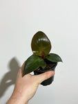 Philodendron 'Red Heart'