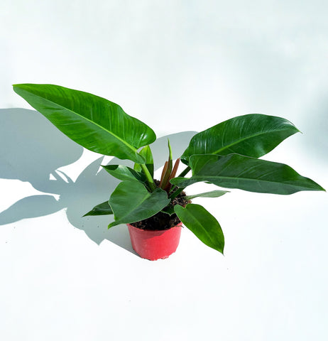 philodendron enzi Philodendron Erubescens 'Imperial Green' – Végétal Design Qc