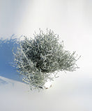 Calocephalus 'Brownii' | Silver Bush