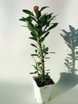 Euphorbia Milii | Couronne d'épines