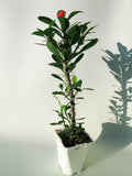 Euphorbia Milii | Couronne d'épines