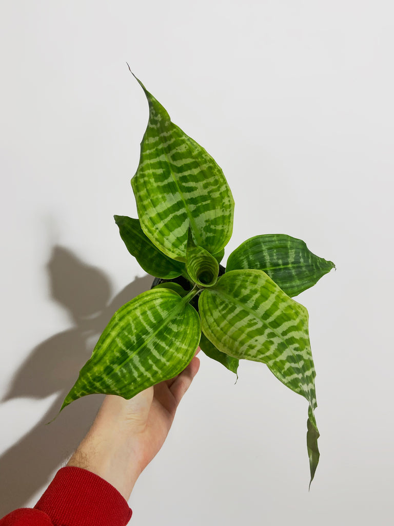 dracaena goldieana Dracaena Goldieana 'Zebra Striped' – Végétal Design Qc
