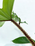 Philodendron 'Squamiferum'