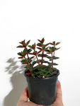 Peperomia Verticillata